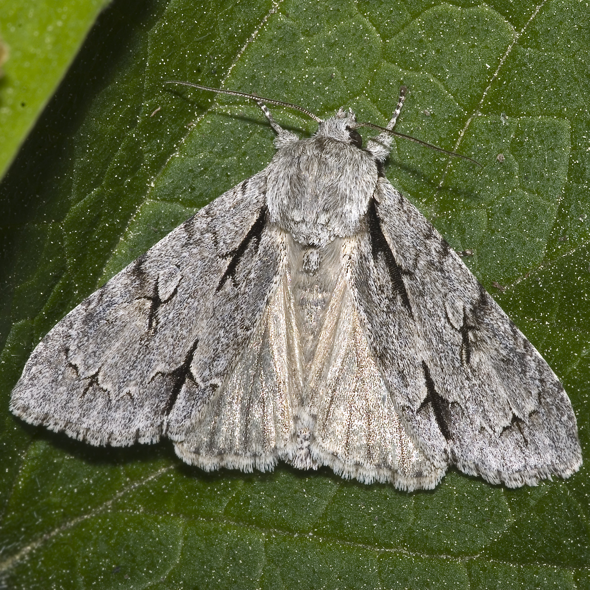 Acronicta oblinita