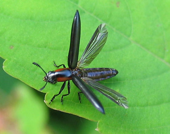 Acropteroxys gracilis