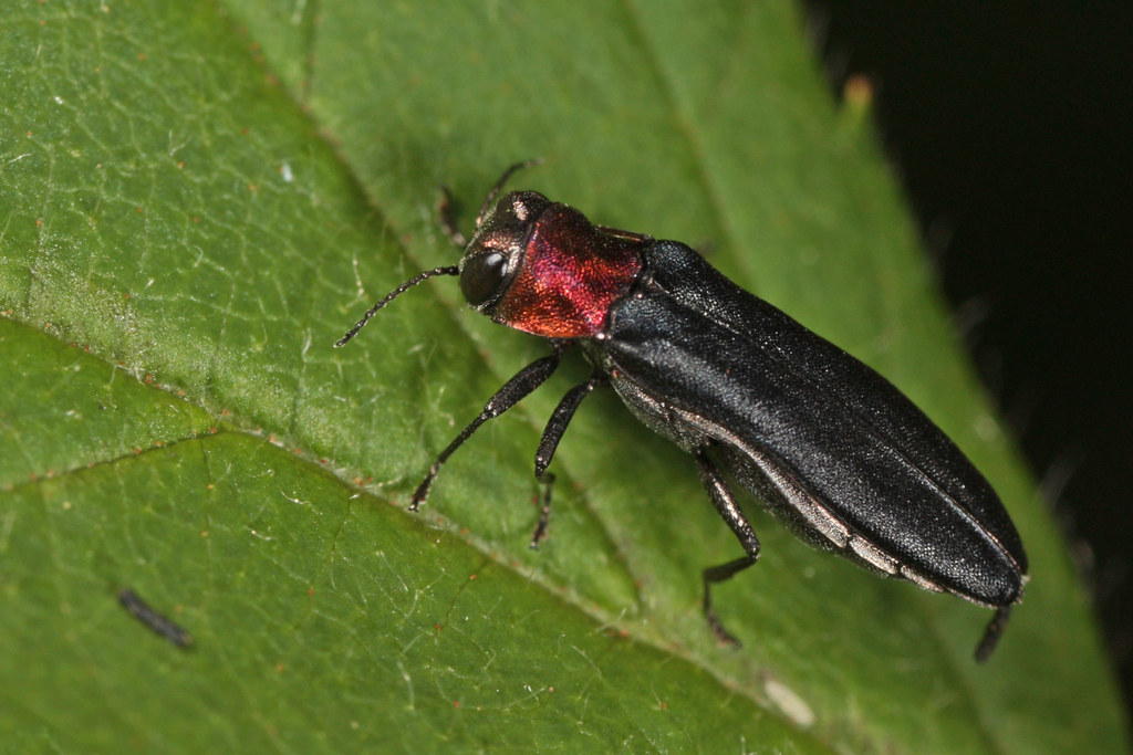 Agrilus ruficollis