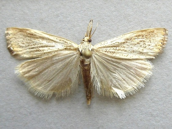 Agriphilia ruricolellus