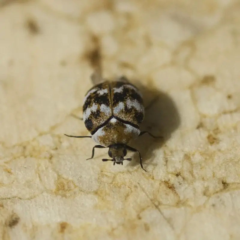 Anthrenus verbasci