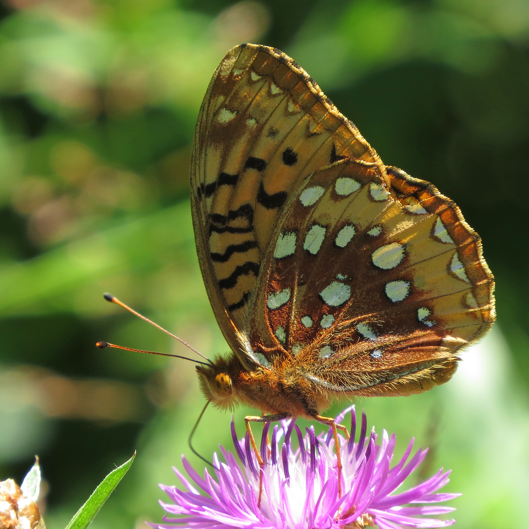 Great Spangled Fritillary