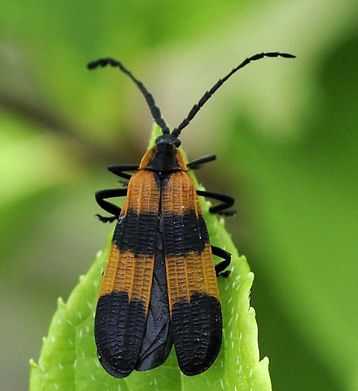 Calopteron reticulatum