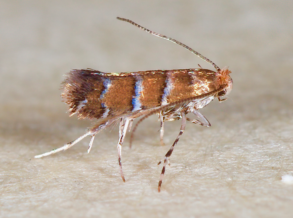 Cameraria guttifinitella