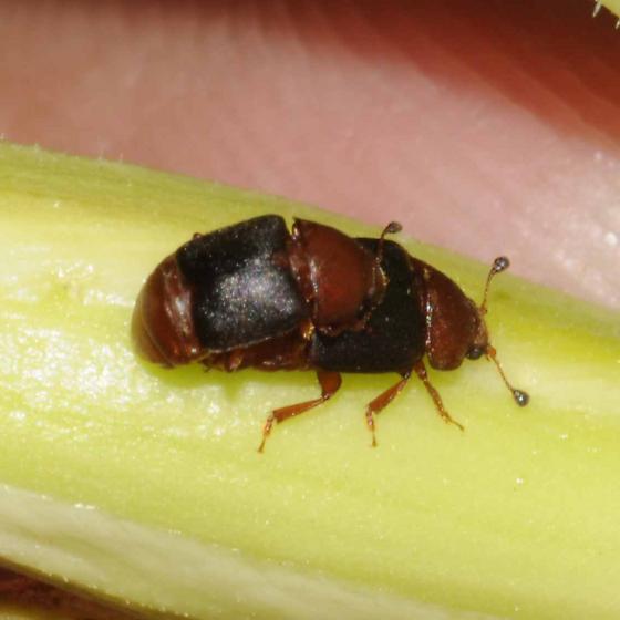 Caplothorax melanopterus