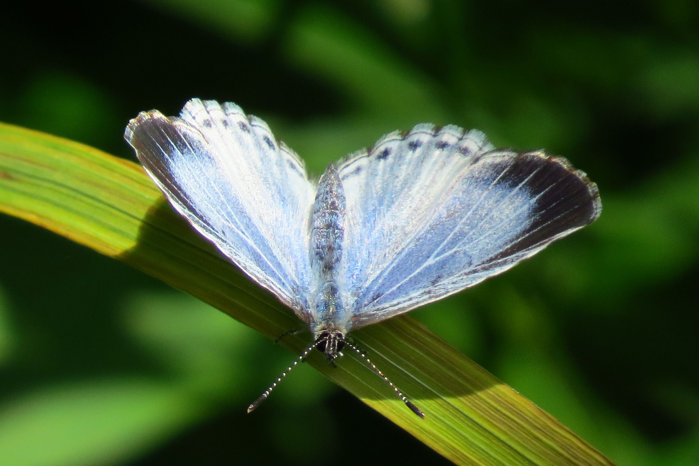 Celastrina neglecta