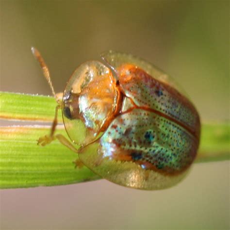 Charidotella sexpunctata