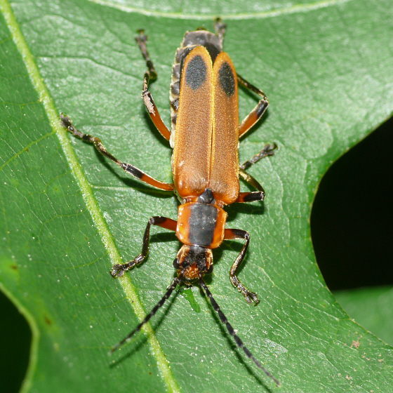 Chauliognathus marginatus