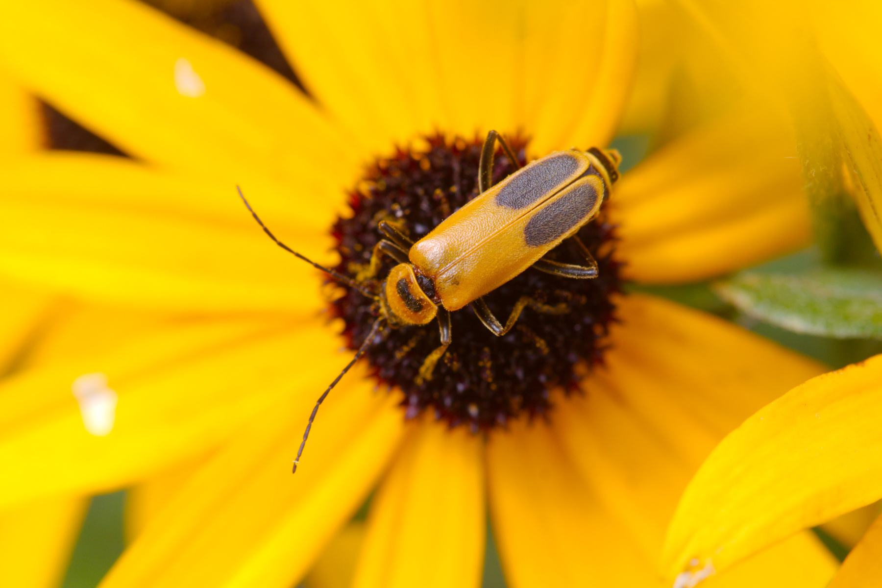 Chauliognathus pensylvanicus
