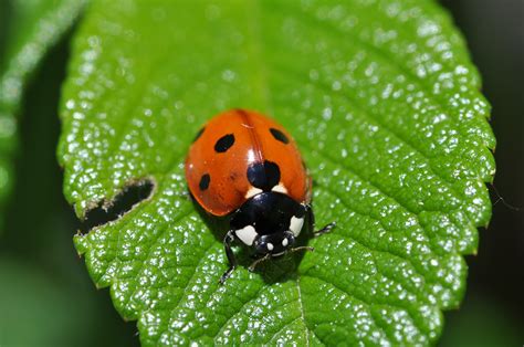 Coccinella septempunctata