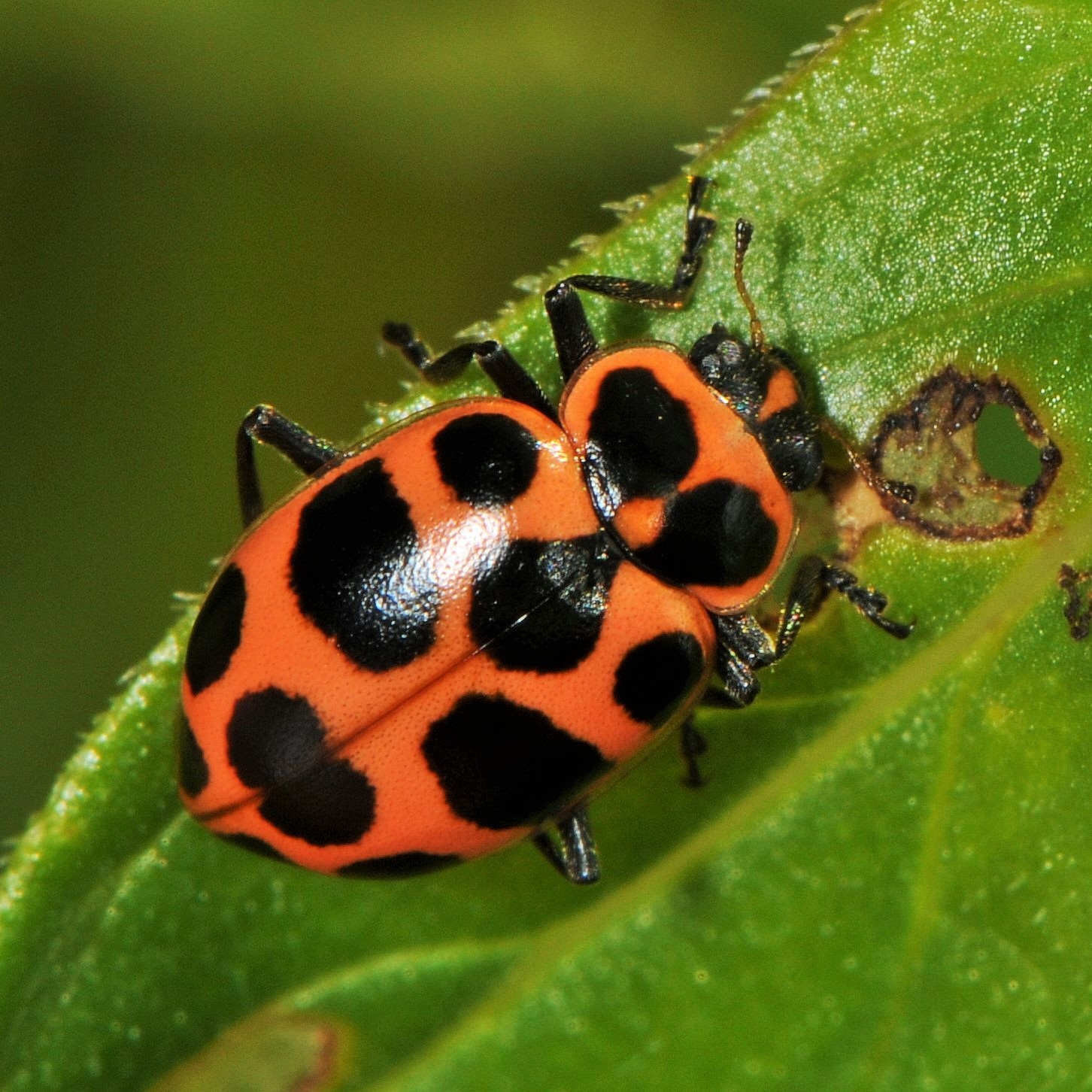 Coleomegilla maculata
