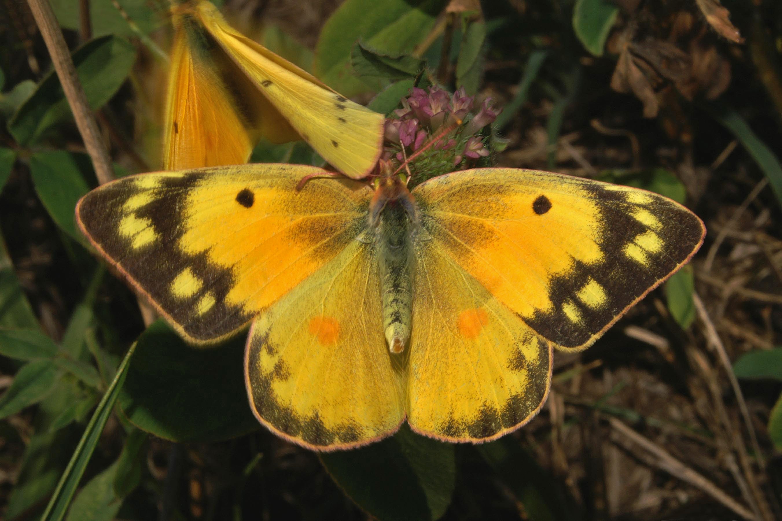 Colias eurytheme