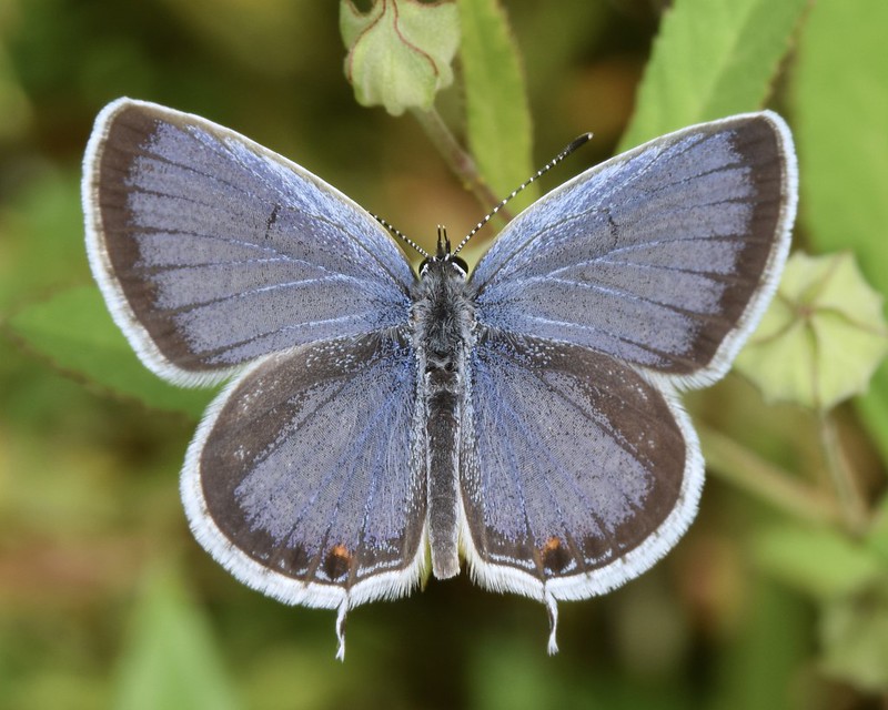 Eastern Tailed-Blue