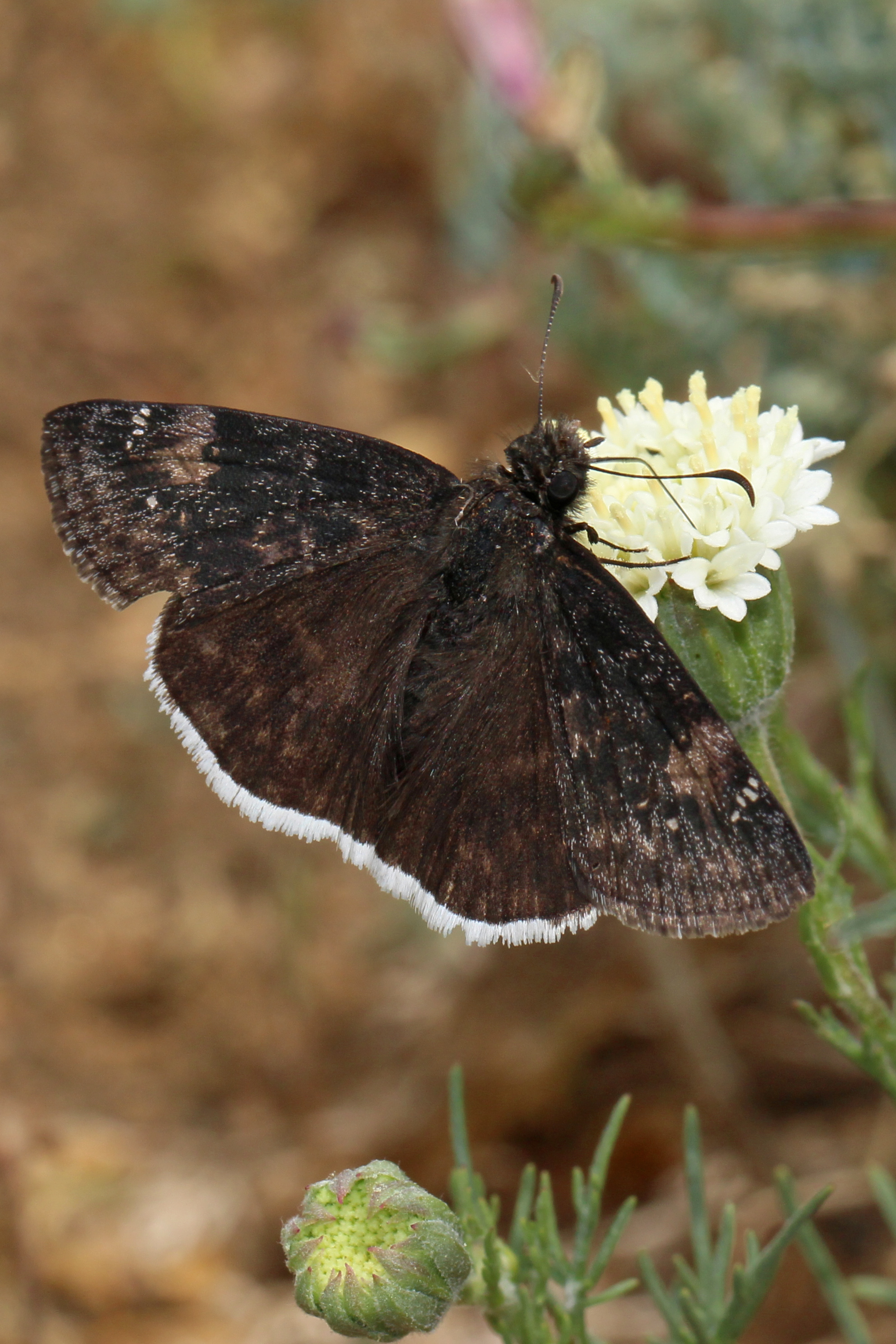 Erynnis funeralis