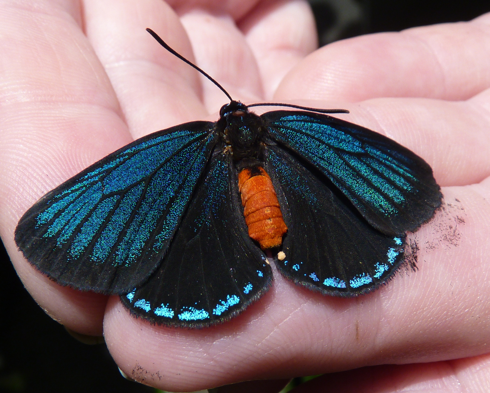 Atala