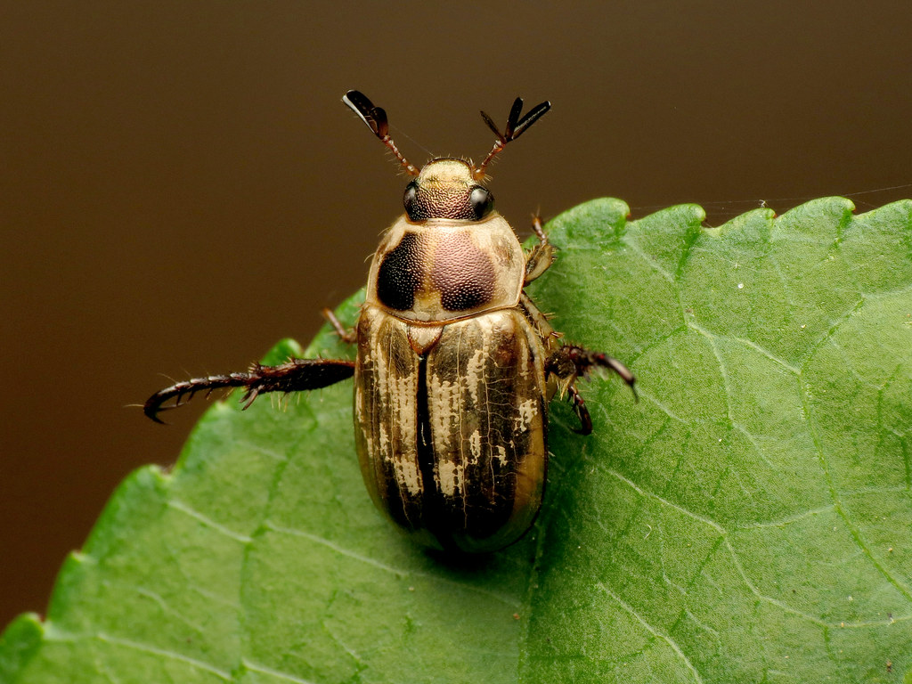 Exomala orientalis