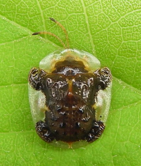 Helocassis clavata