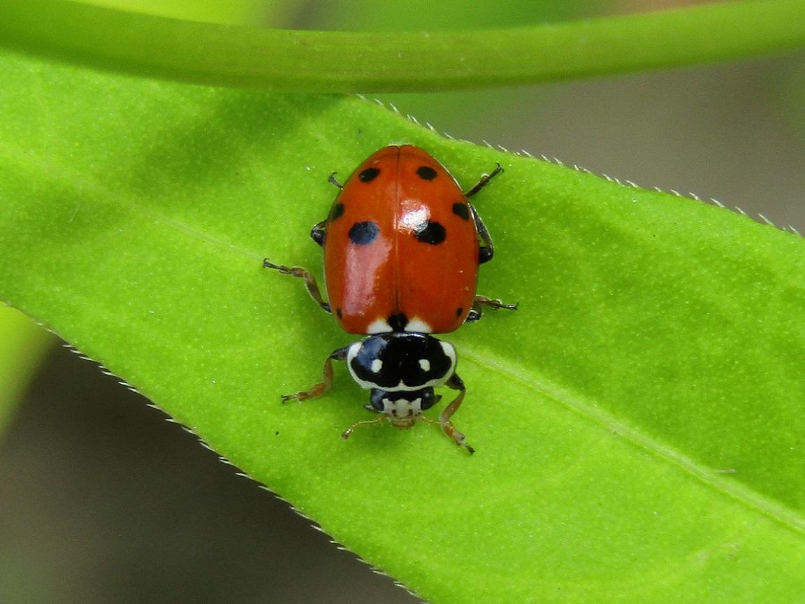 Hippodamia variegata