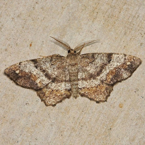 Hypagyrtis unipunctata