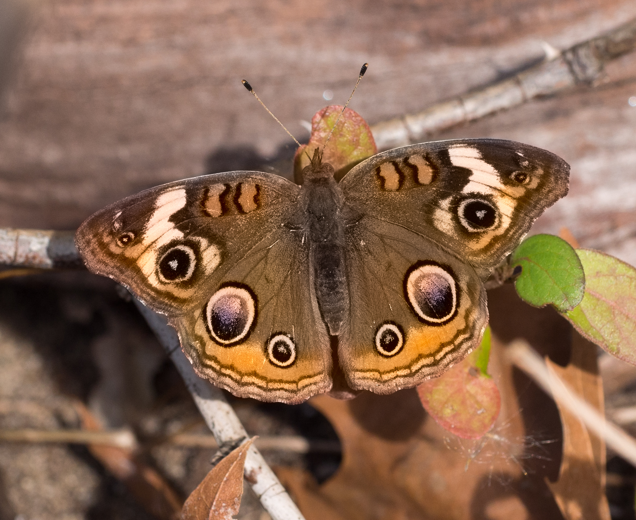 Common Buckeye