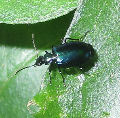 Lebia viridis