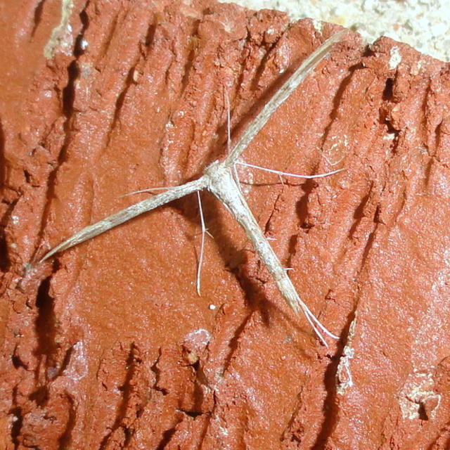 Lioptilodes albistriolatus