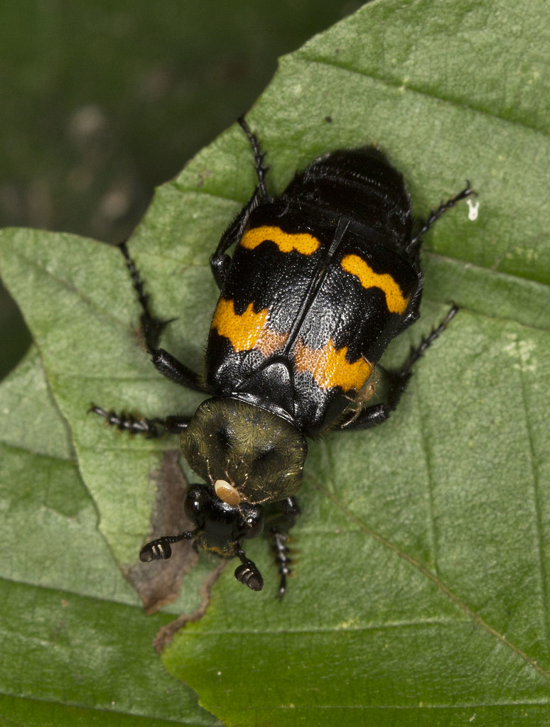Nicrophorus tomentosus
