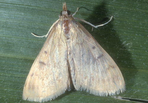 Ostrinia nubilalis