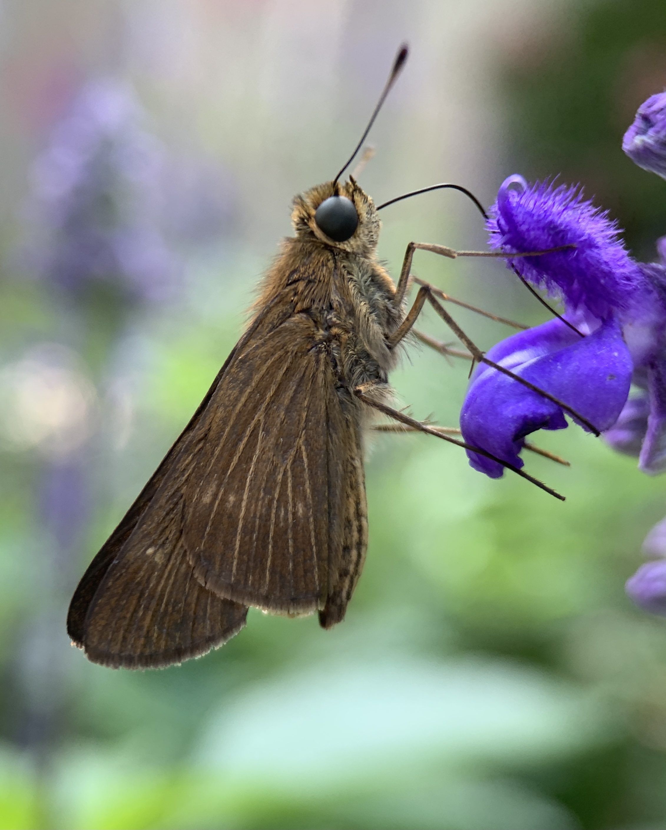 Ocola Skipper