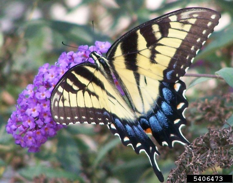 Papilio glaucus