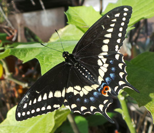 Black Swallowtail