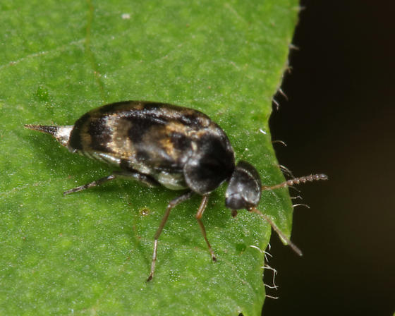 Paramordellaria triloba