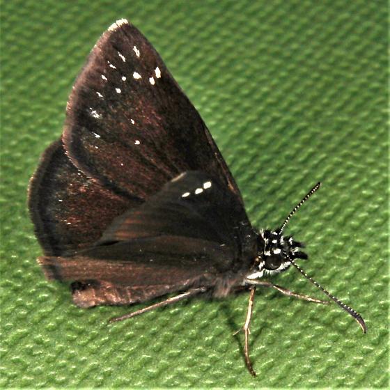 Common Sootywing