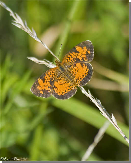 Pearl Crescent