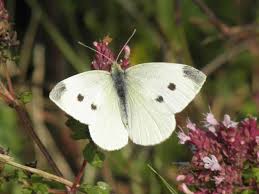 Small White