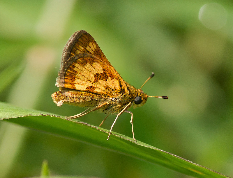 Peck's Skipper