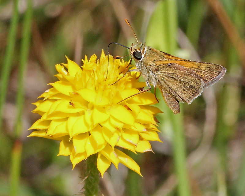 Polites themistocles