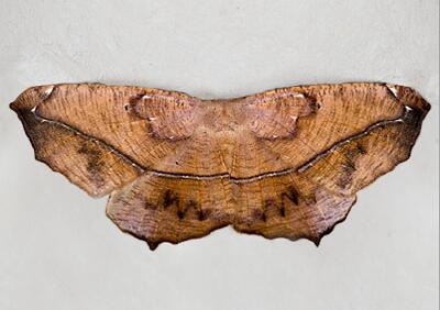 Prochoerodes lineola