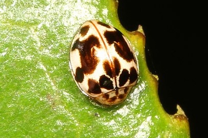 Psyllobora vigintimaculata
