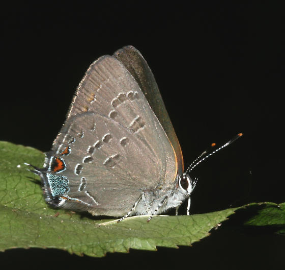 Satyrium calanus
