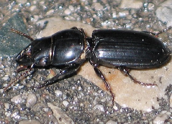 Scarites subterraneus
