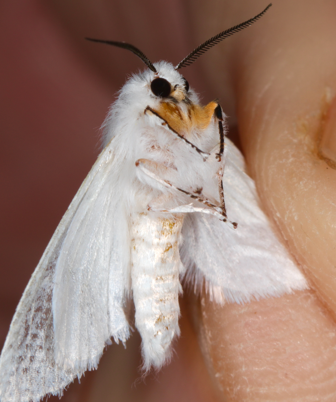 Spilosoma virginica