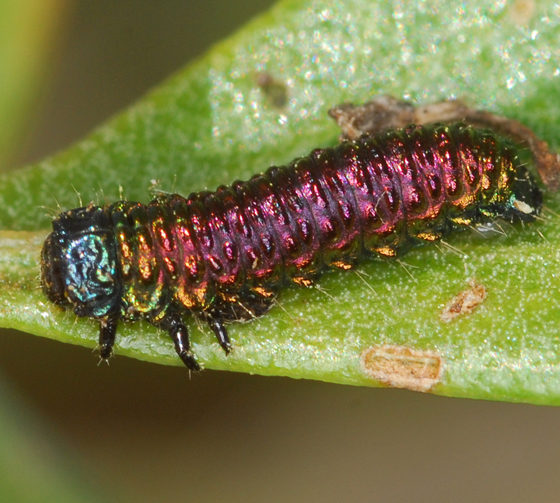 Trirhabda bacharidis