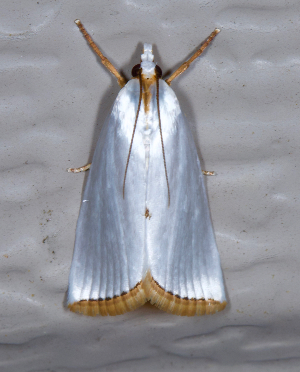 Urola nivalis