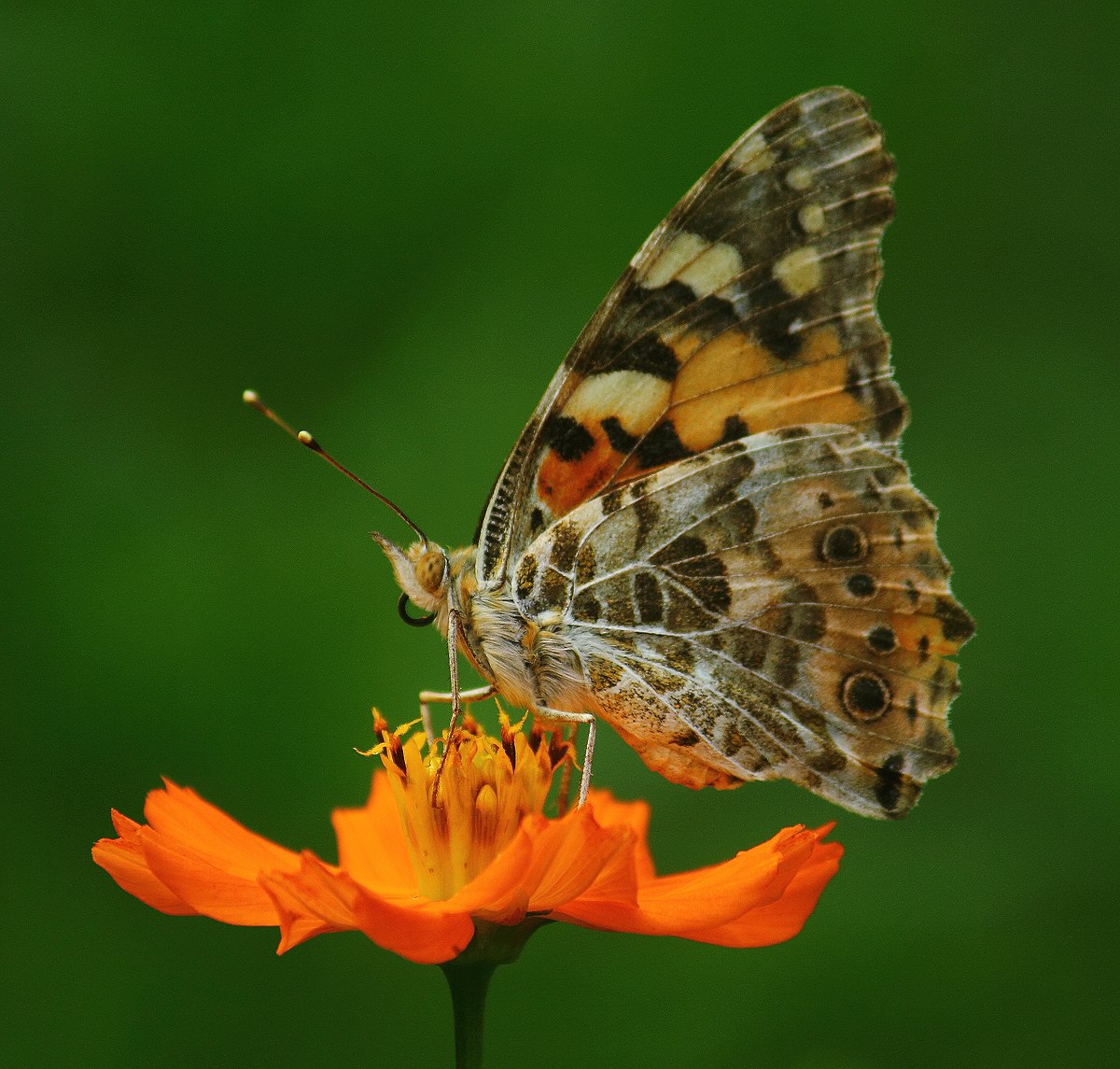 Painted Lady