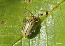 Xanthogaleruca luteola